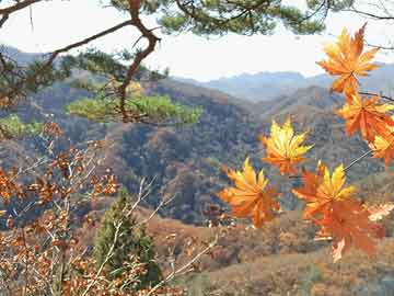 重村最新天气预报信息汇总